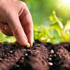 Giáo án mầm non: Trò chơi Chuyển hạt về vườn