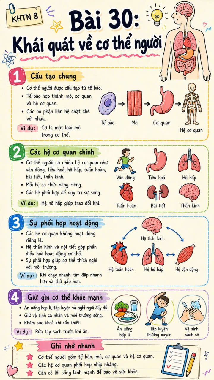 Hình ảnh tóm tắt Sinh học 8 bài 30