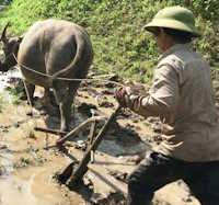 Giáo án mầm non: Khám phá công việc bác nông dân