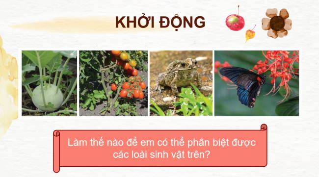 PowerPoint Khoa học tự nhiên 6 Bài 26