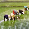 Giáo án mầm non: Trò chuyện về nghề làm ruộng