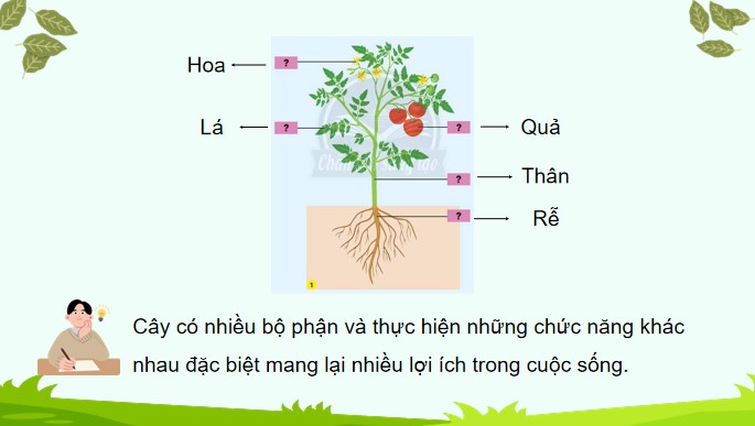 tnxh 1 b16 3*590086