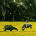 Top 18 mẫu Kết bài Ai đã đặt tên cho dòng sông siêu hay